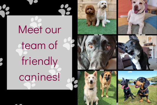 Meet the Cavendish Canines!
